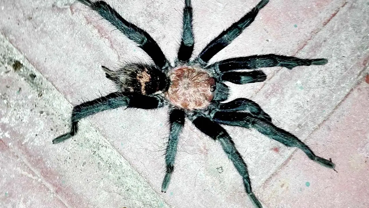 Tarantula 2