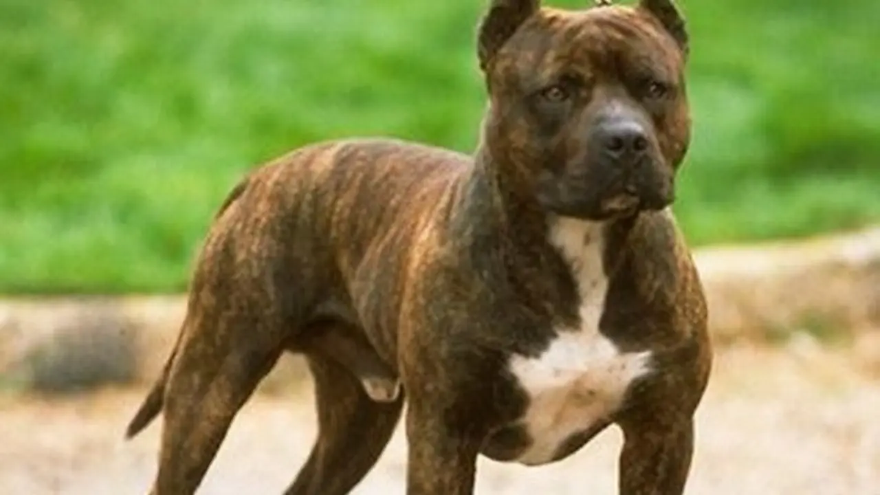 Pitbull- imágen de referencia