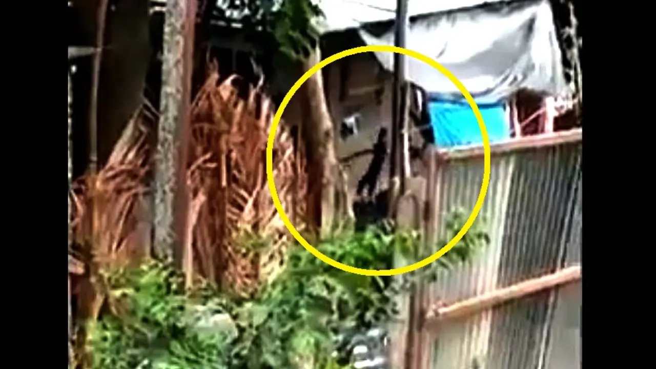 Gato maltratado en Santa Cruz Michapa 2