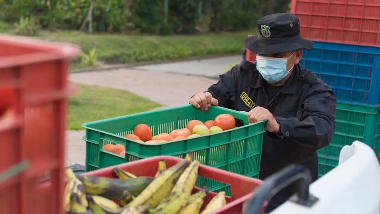 donativo alimentos verduras