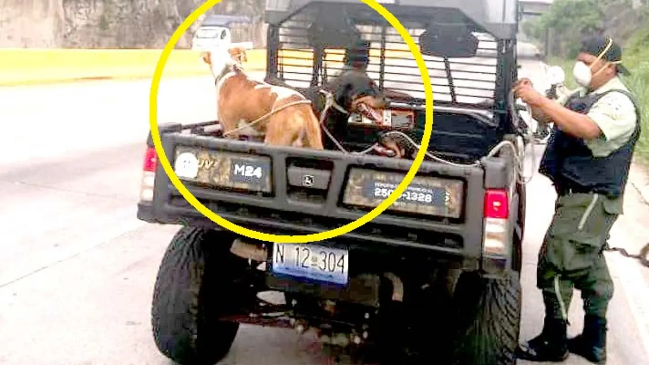 2 rotwailler y 1 pitbull abandonados en la Monse&ntilde;or Romero 3