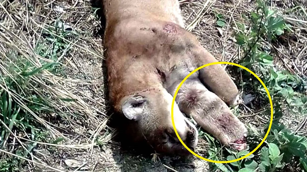 Puma muerto en Chalatenango 3