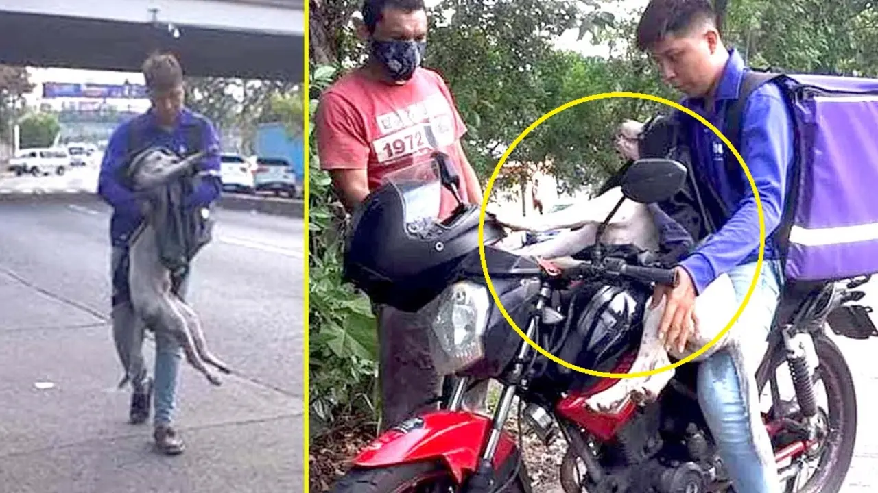 Motociclista ayuda a perro 5