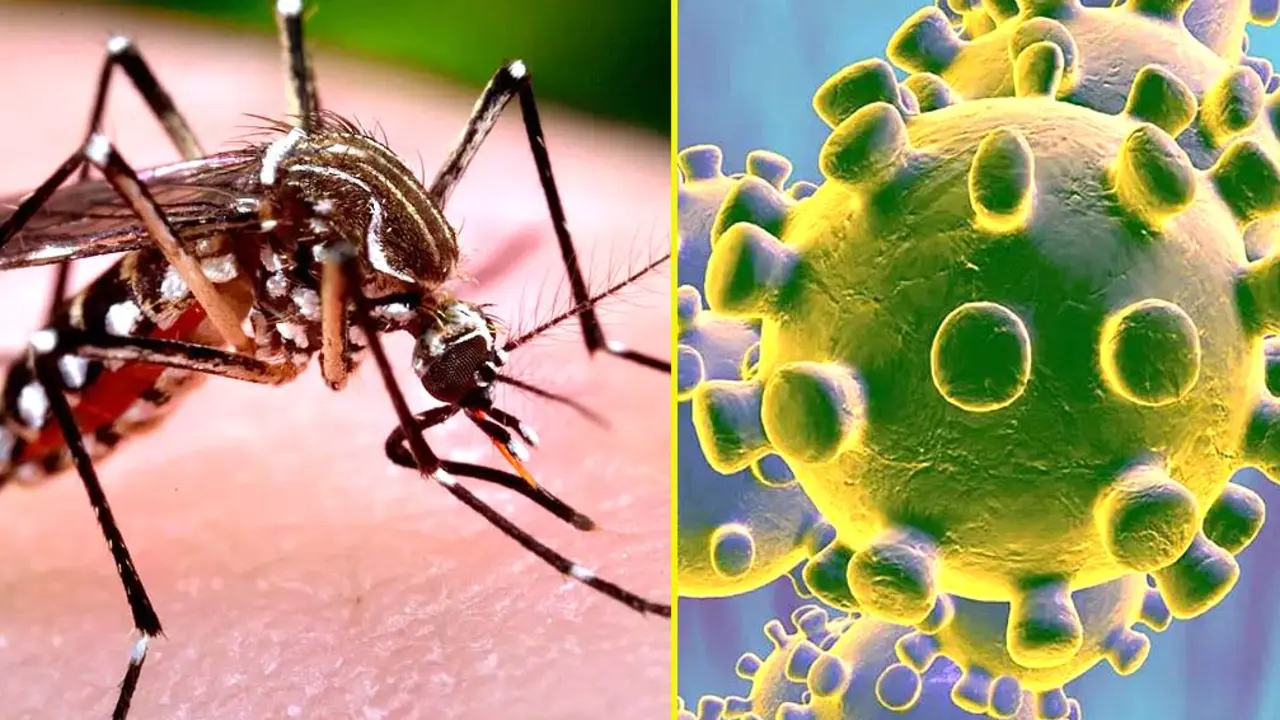 Coronavirus Dengue
