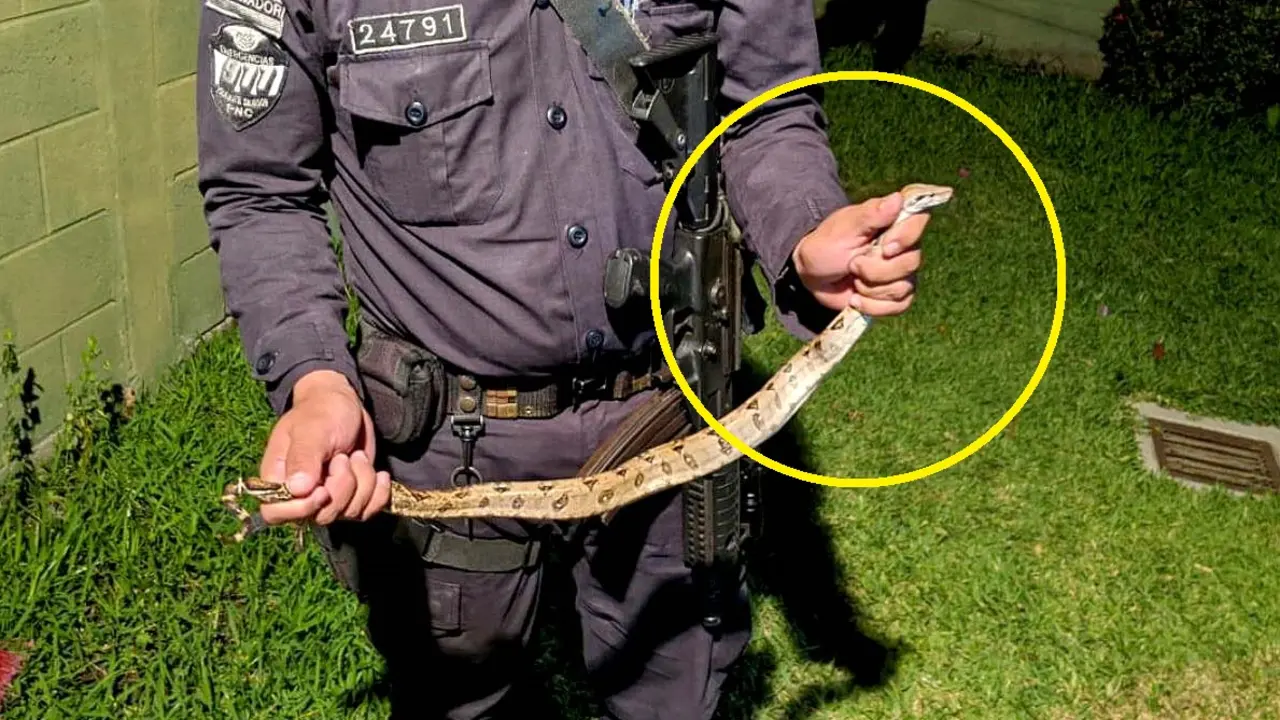 Culebra invaden casas de los vecinos