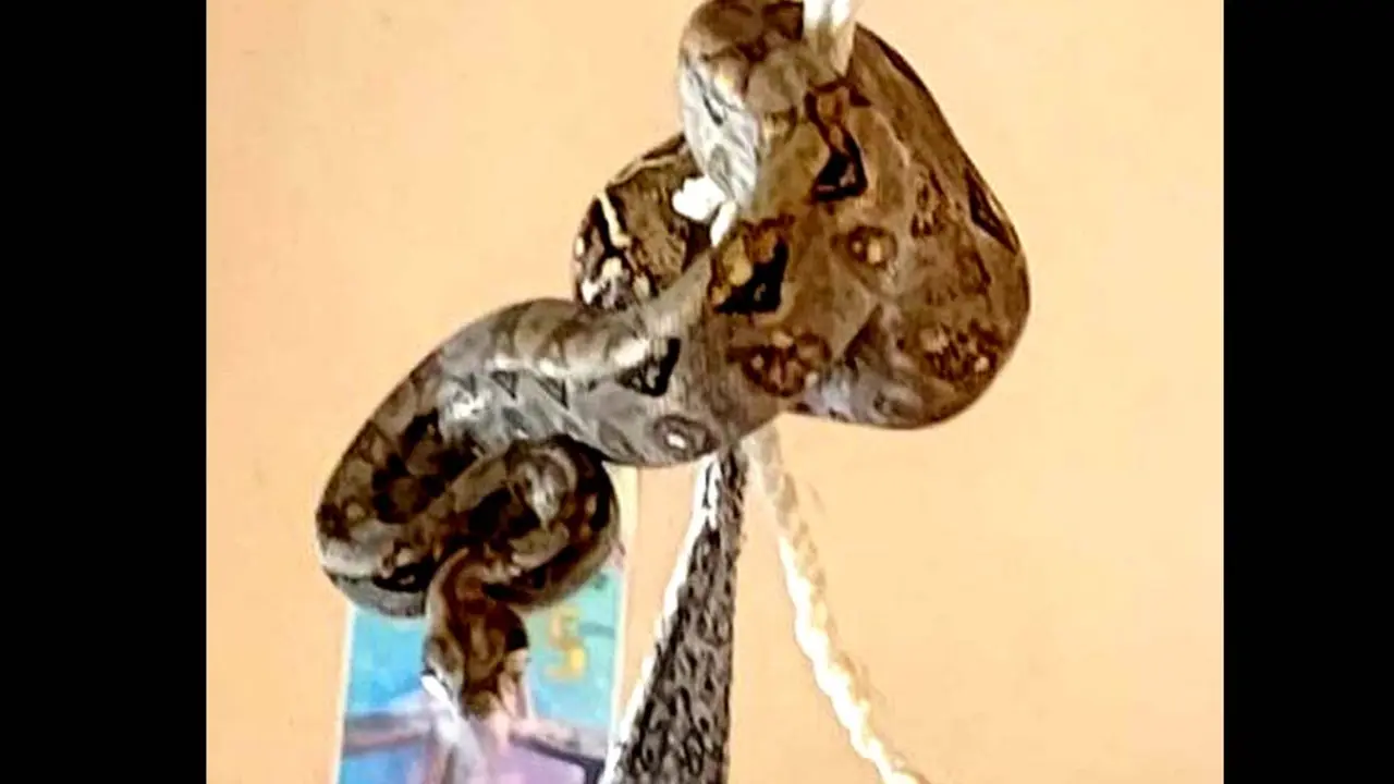 Mazacuata en Metap&aacute;n 3