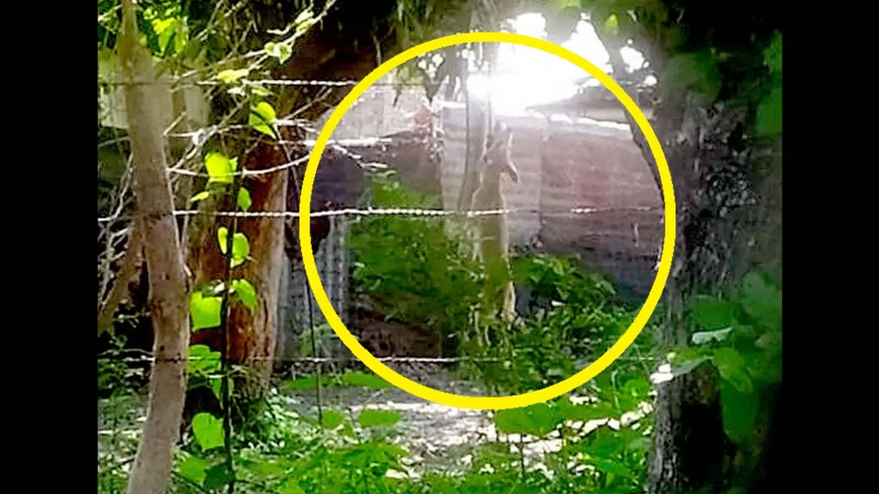 Ahorcan a un perro en Santiago Nonualco La Paz 3