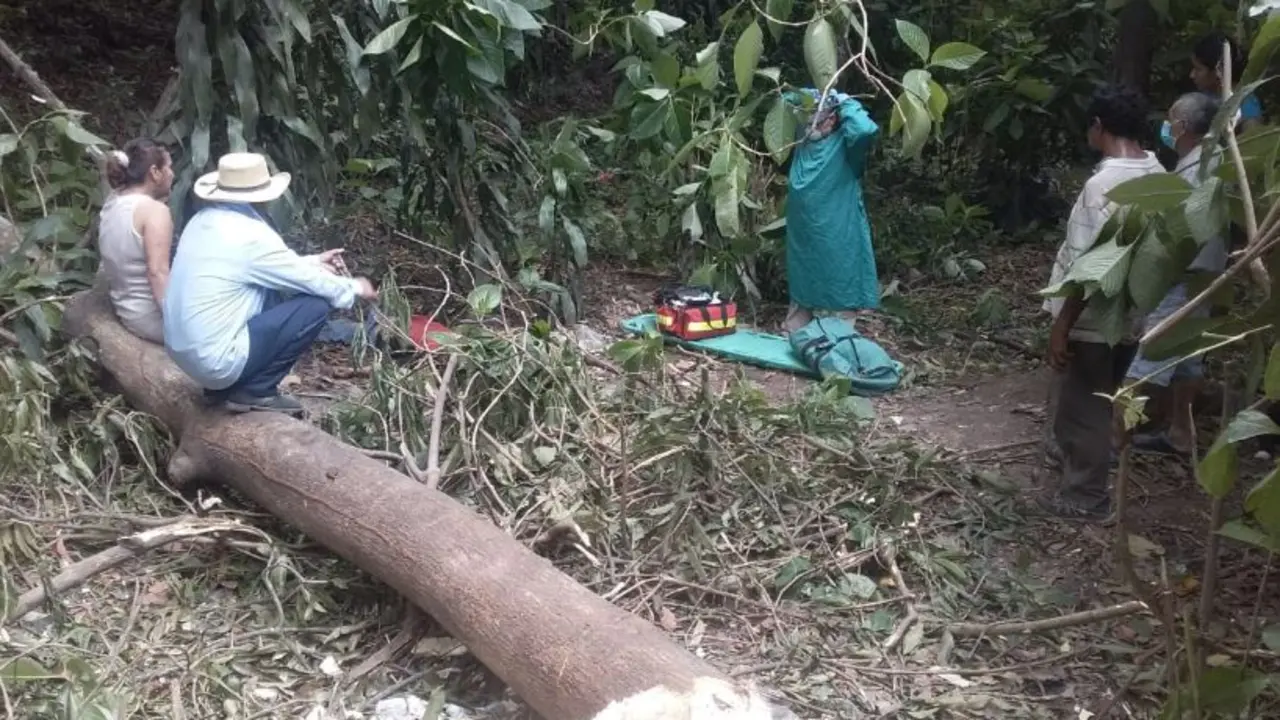 Hombre le cay&oacute; &aacute;rbol