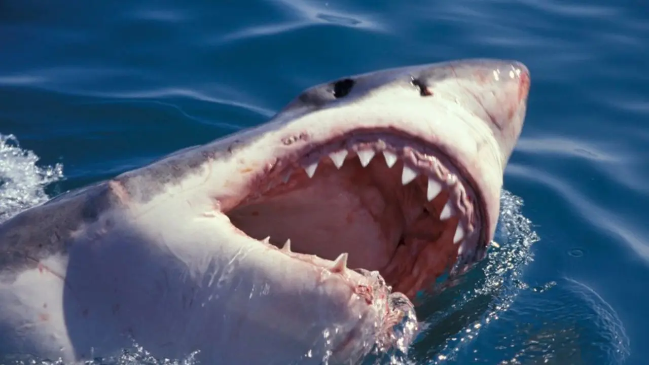 Tibur&oacute;n Blanco