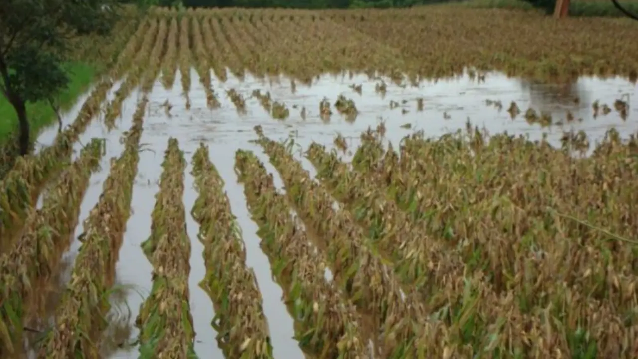 Agricultura da&ntilde;ada