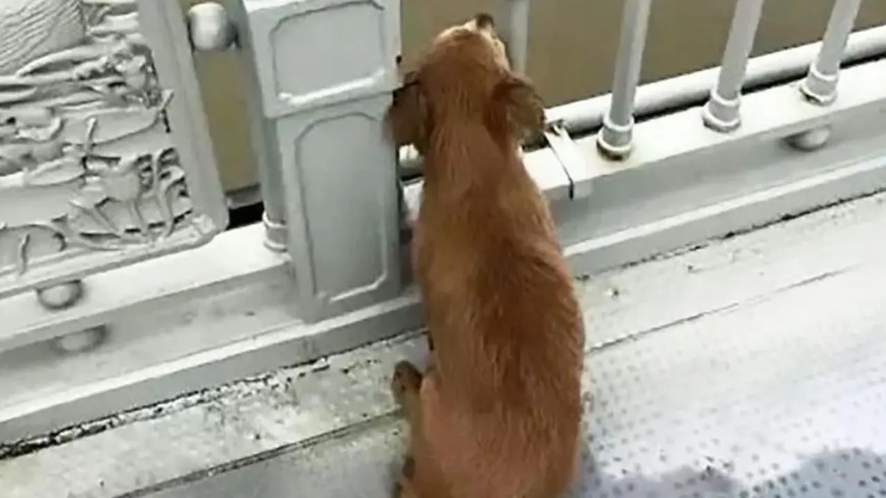 Perro espera a su due&ntilde;o en puente