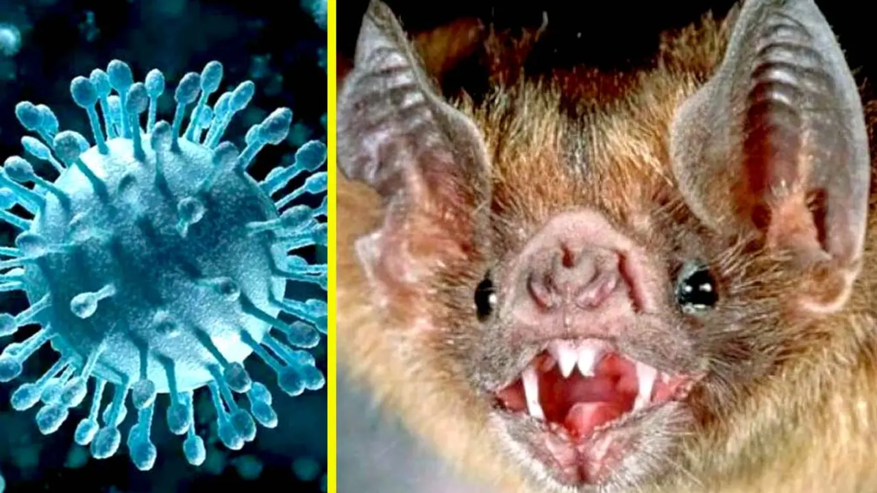 Coronavirus murci&eacute;lago