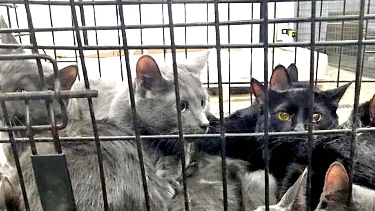 Gatos en China son rescatados