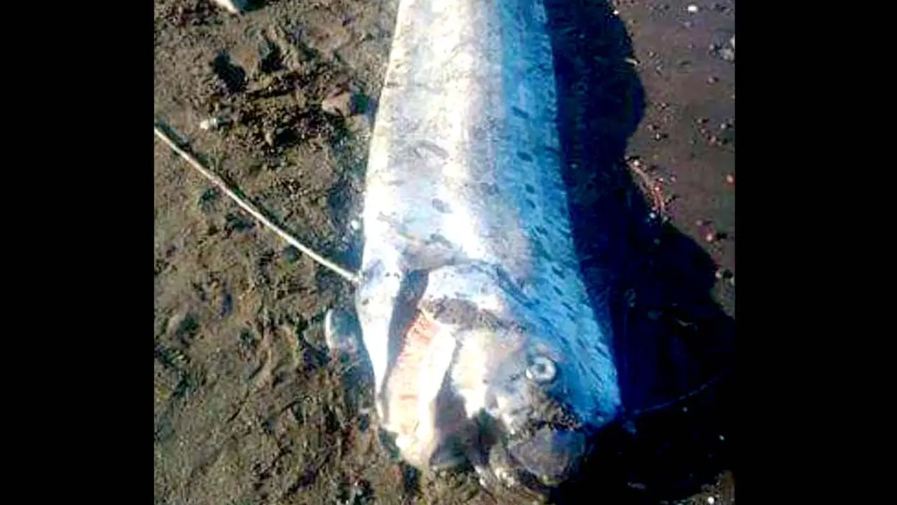 Pez Remo en Sonsonate 2