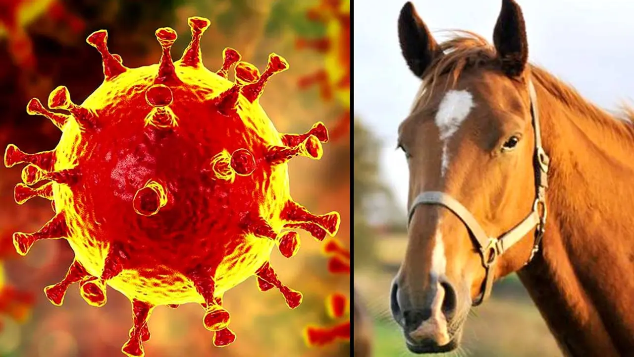 Caballo coronavirus