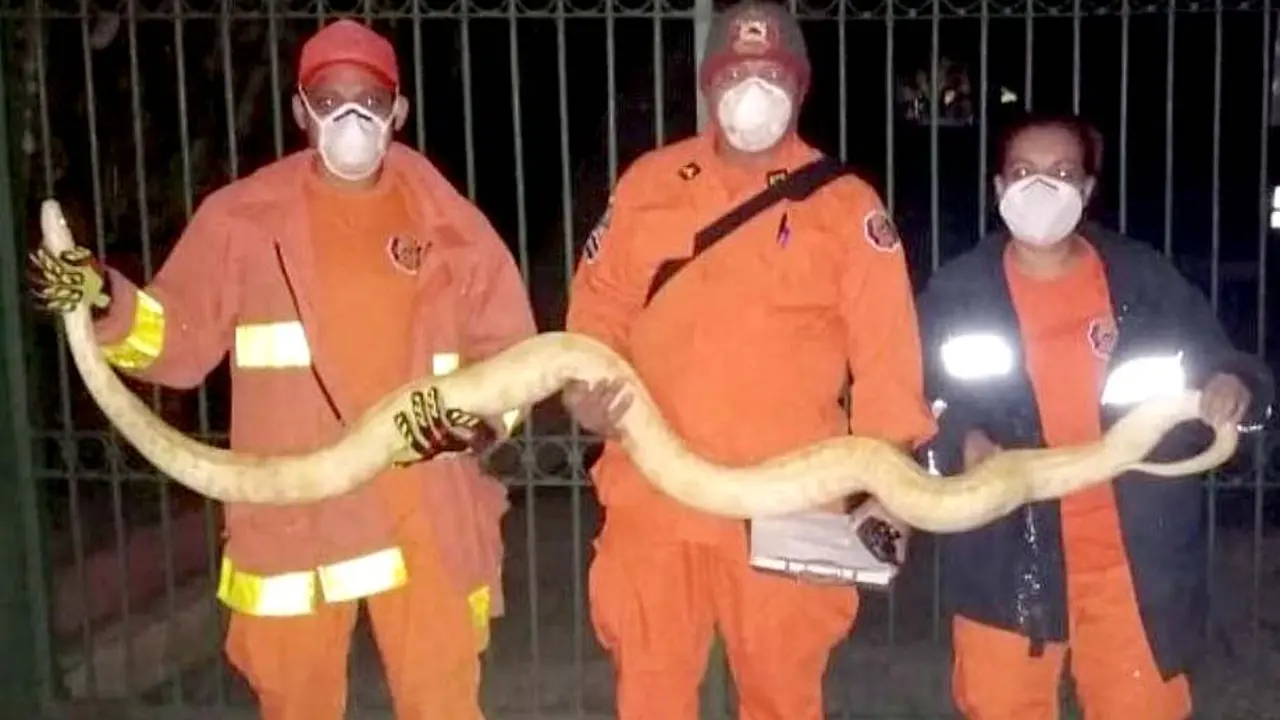 Pint&oacute;n albino en centro escolar de san salvador 3