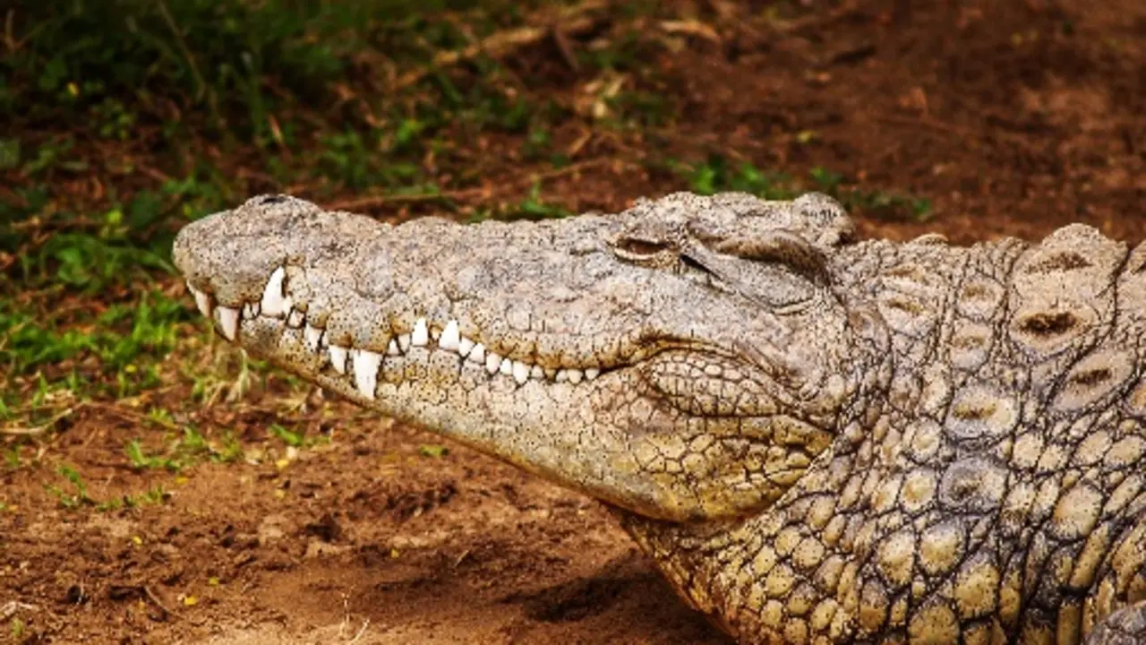 close-up-photography-of-brown-crocodile-792358