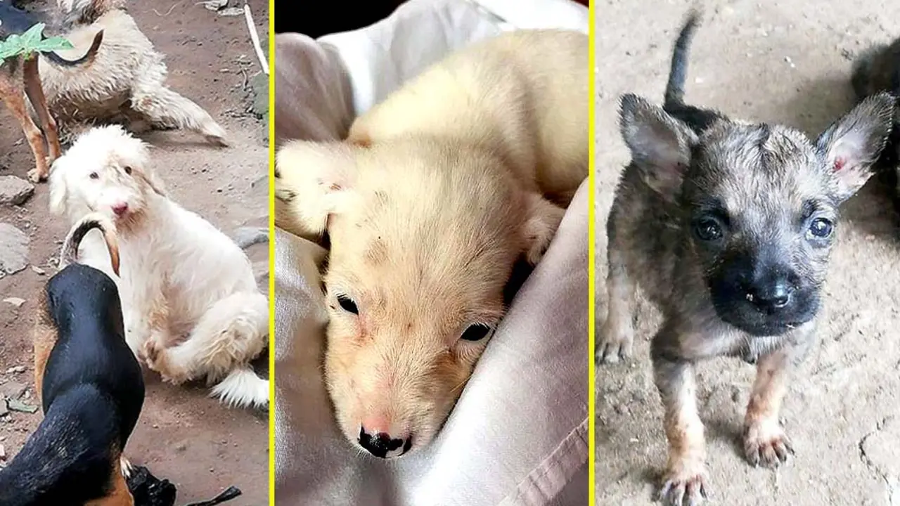 Piden ayuda para hombre con 16 perros Fotos tomadas de Peludos de Zacatecoluca 7