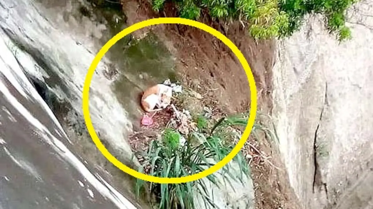 Rescatan una perra en Soyapango Foto cortes&iacute;a Bomberos 2