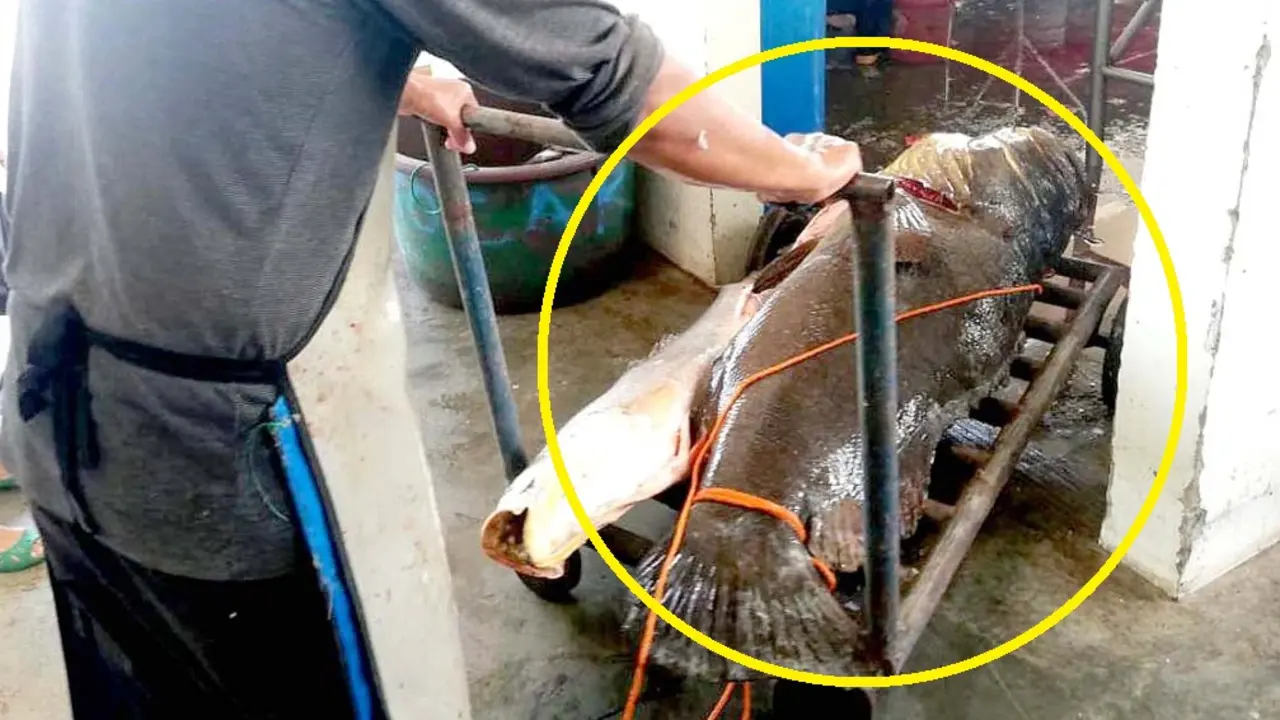 Denuncia pesca del Mero en el Puerto de La Libertad Foto tomada de Extinci&oacute;n El Salvador 3