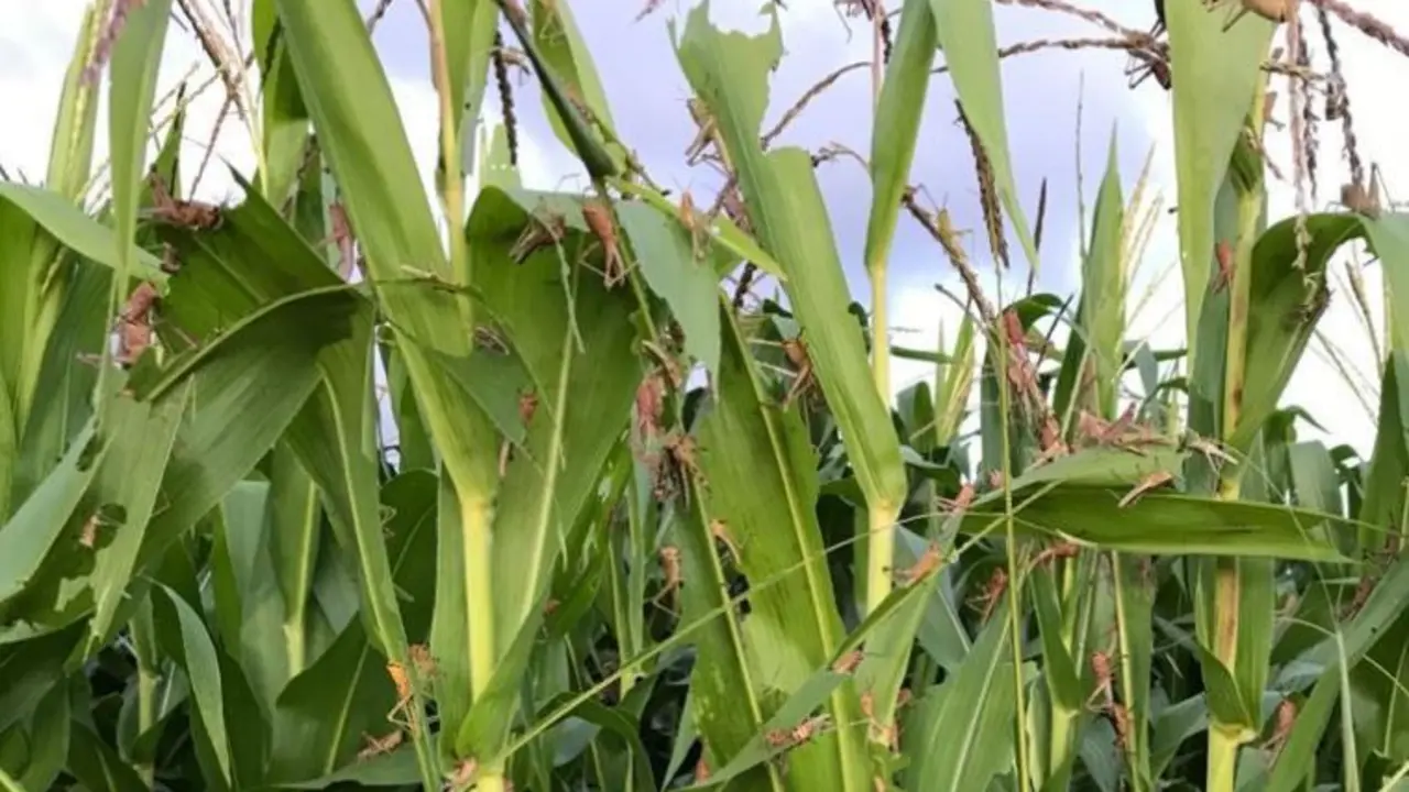 Langostas en Guatemala