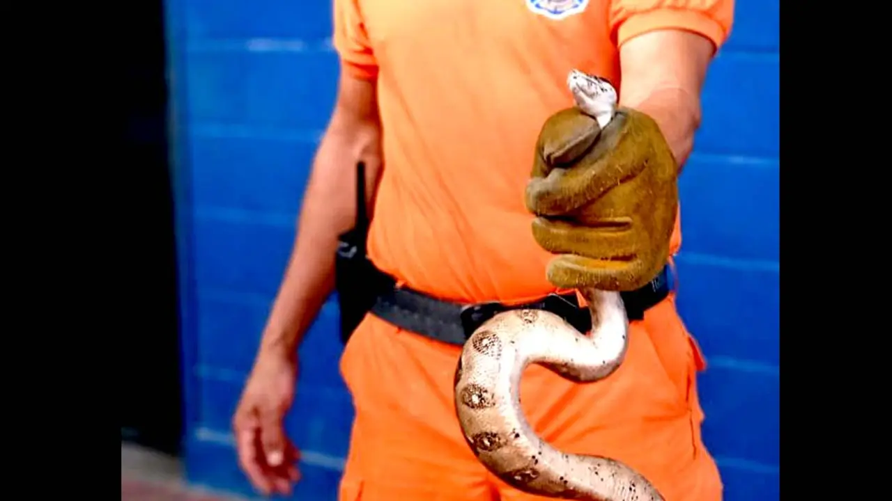 Mazacuata foto Bomberos 3