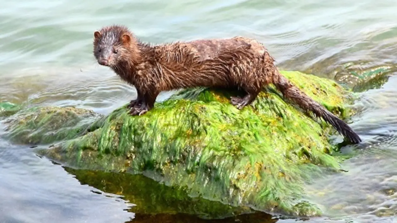 american-mink-2779719_1920