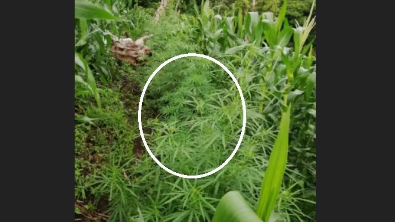 Marihuana en Santa Elena3