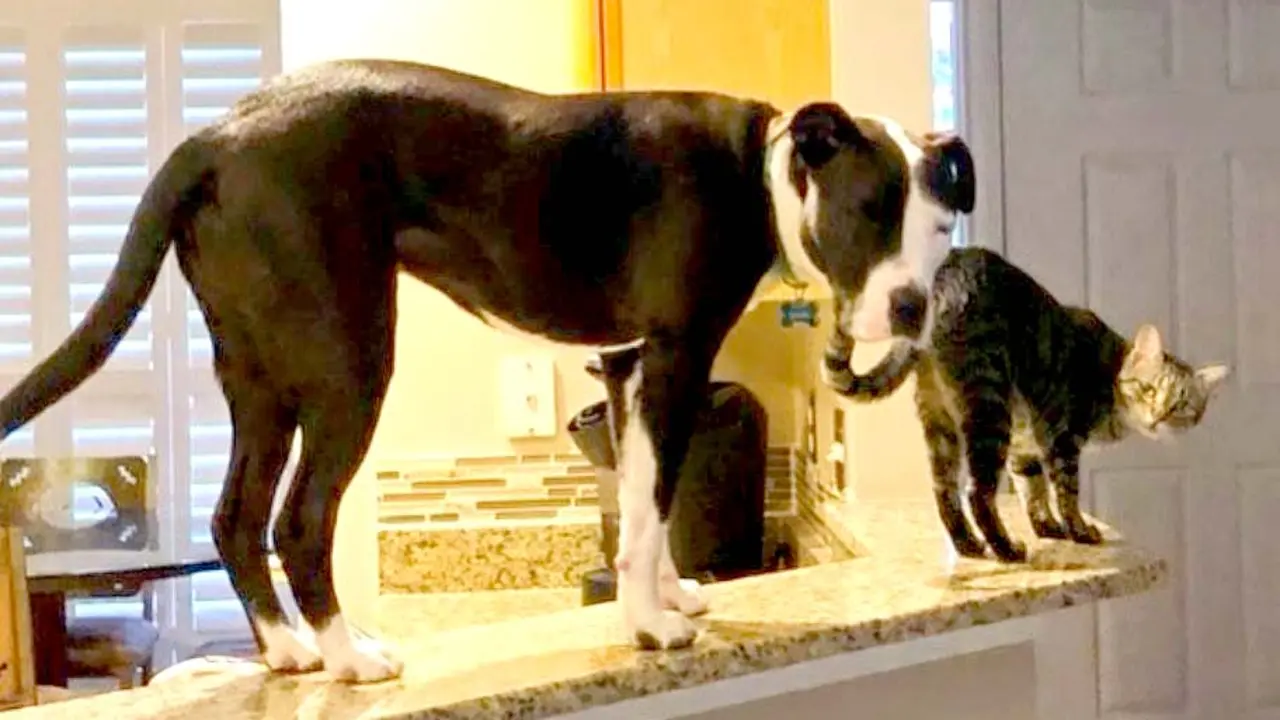 Mako el perro que se cree gato Foto tomada de lnstagram de Mako