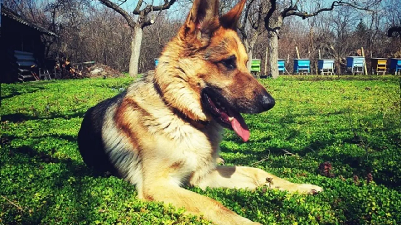 Pastor alem&aacute;n