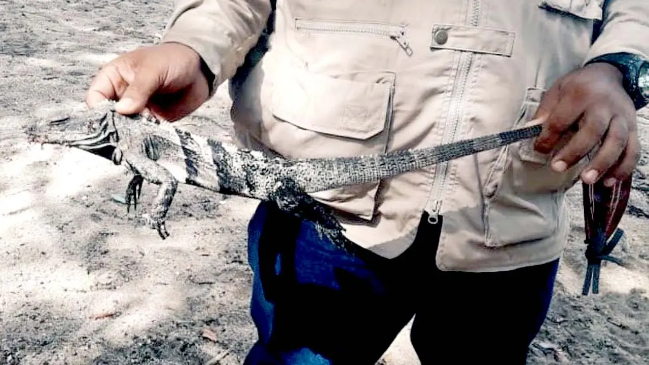 retienen a turista por matar un garrobo en Los C&oacute;banos Foto 3 tomada de Medio Ambiente