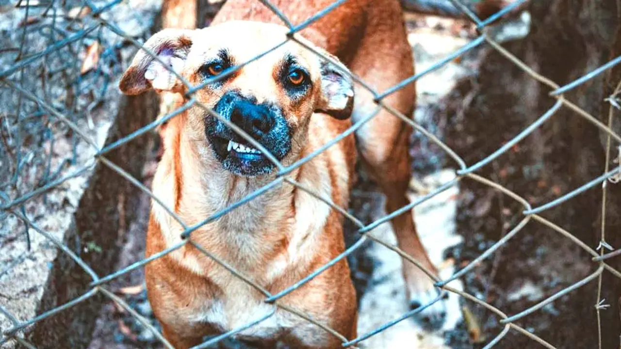 Foto perro bravo tomada de Pexels Lucas Pezeta