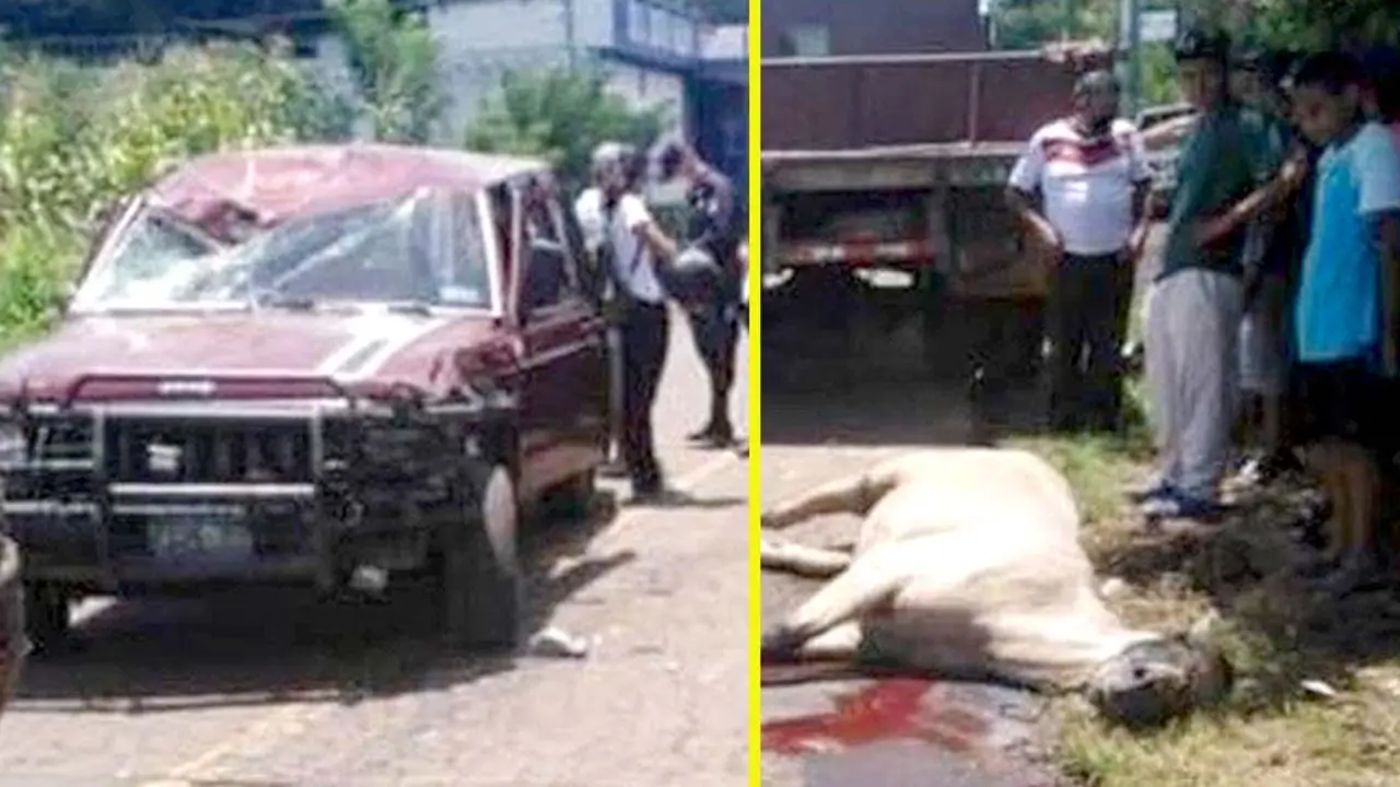 Caballo accidentado con pick up en Santa Ana foto tomada de la alcald&iacute;a de Santa Ana 2