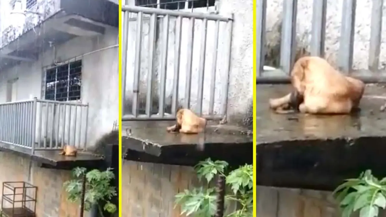 Perro abandonado Foto tomada de la Unidad de Bienestar del MAG 4