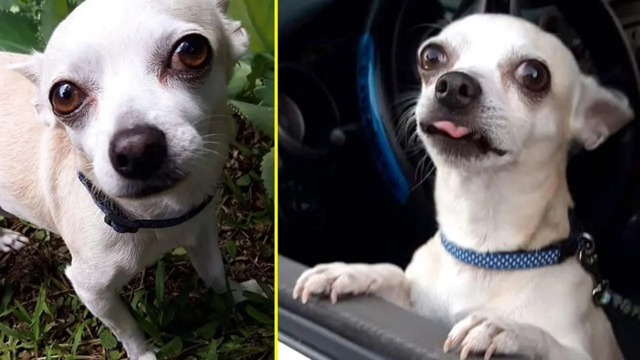 Nico foto tomada de RRSS Manada de Buscando a mi mascota y Manada de Pick