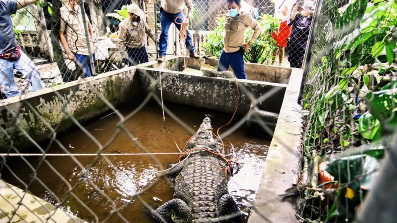 Rescatan a cocodrilo en Aguilares foto tomada de Medio Ambiente 1