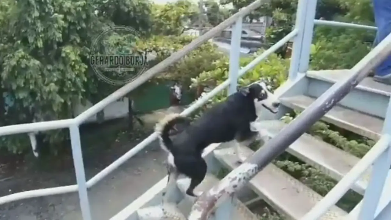 Perrito usa pasarela