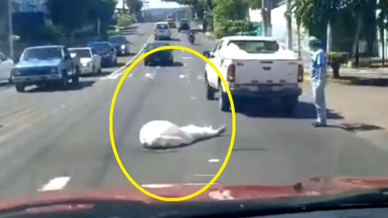 Cad&aacute;ver cae de veh&iacute;culo de Medicinal Legal 2