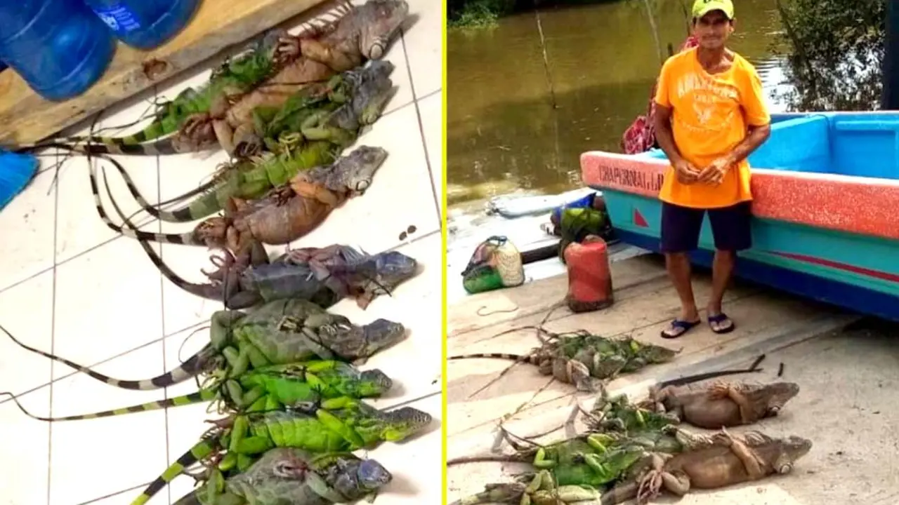 Capturado por sustraer 14 garrobos en La Uni&oacute;n Foto tomada de la PNC 4