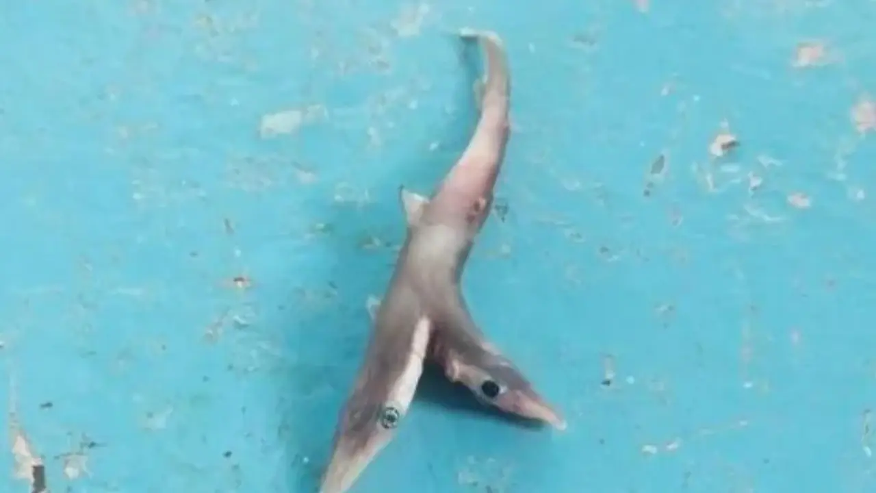 Tibur&oacute;n beb&eacute; de dos cabezas