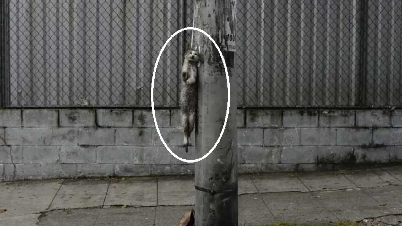 Gato ahorcado en poste