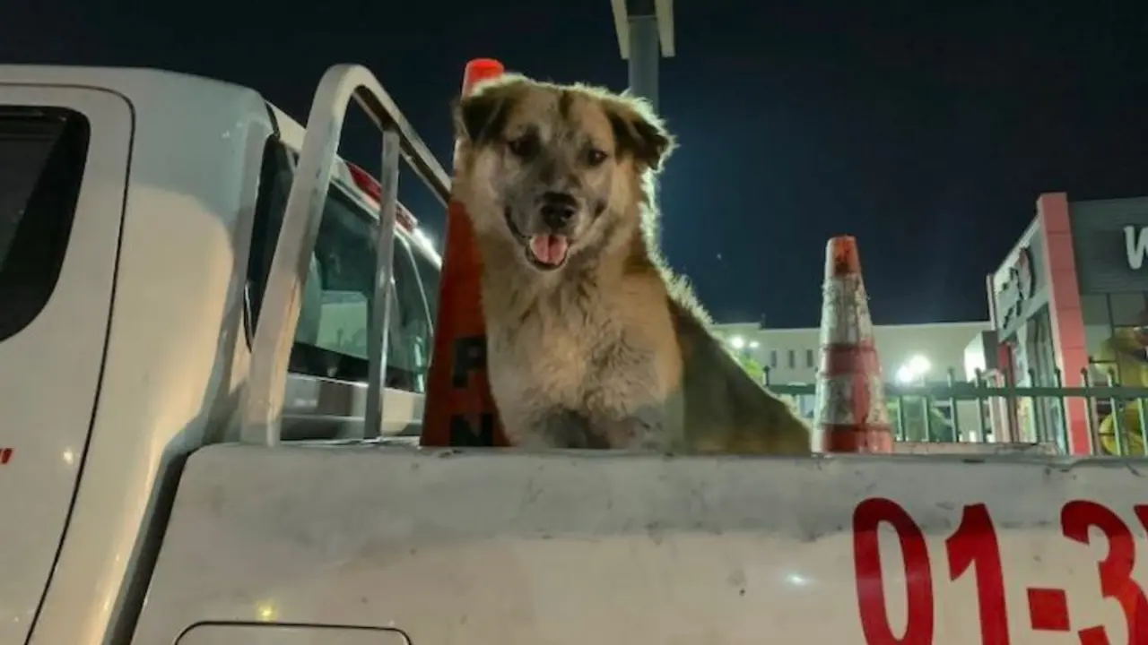 Envenenan al agente Oso