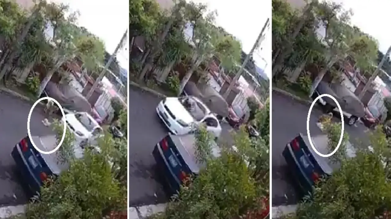Atropellan a perro en la Escal&oacute;n
