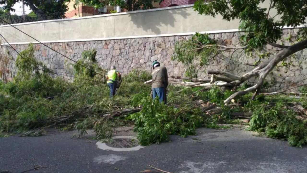 &Aacute;rbol ca&iacute;do en la Escal&oacute;n