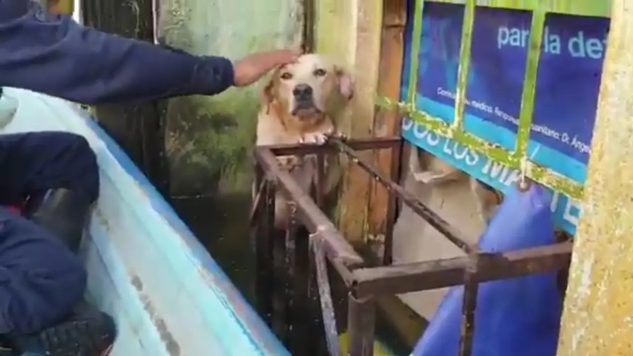 Perro rescatado en M&eacute;xico