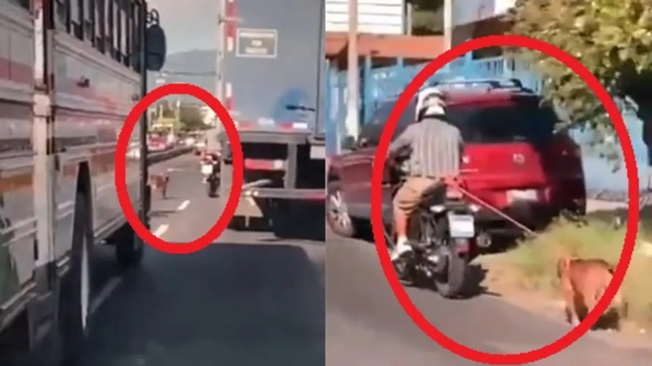 Perro jalado en el Venezuela 1