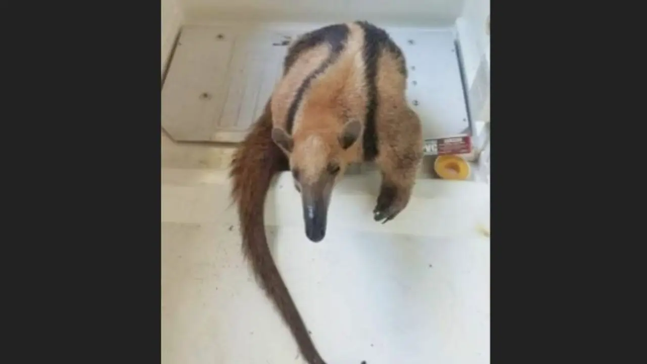 Oso hormiguero rescatado