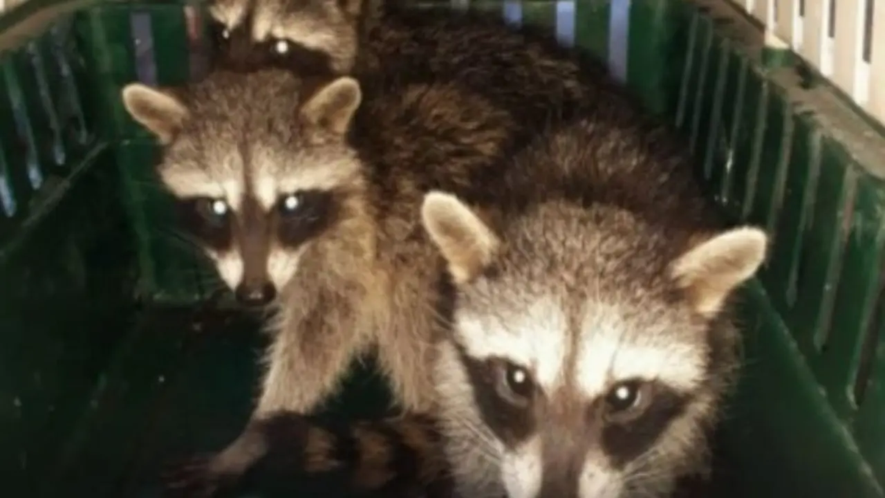 Rescatan a tres mapaches