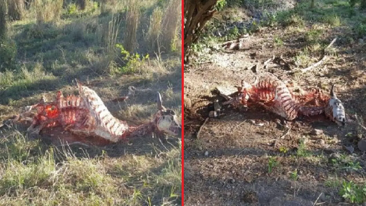 Dos vacas destazadas