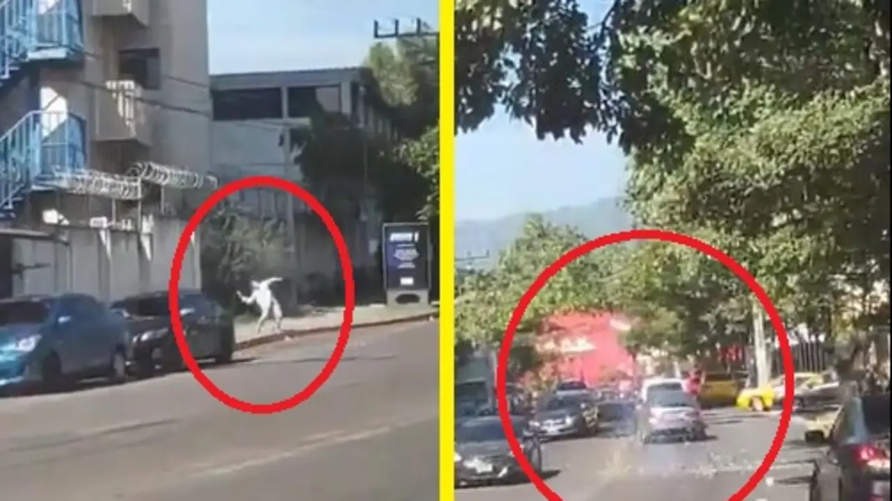 Lanza morteros a carros